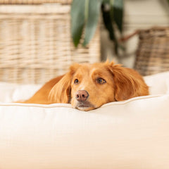 Box Bed For Dogs in Savanna – M, Savanna Bone pour la maison et le jardin